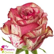 R Gr Magic Times Bicolor 60cm EC