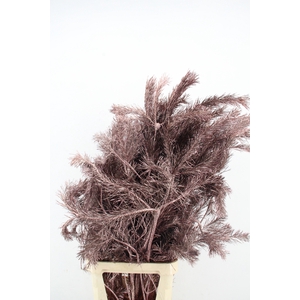 Pinus Alaska per stem 130cm Antiq. Rose