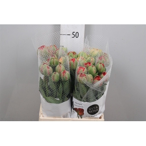 Tu Du Gudoshnik Doub