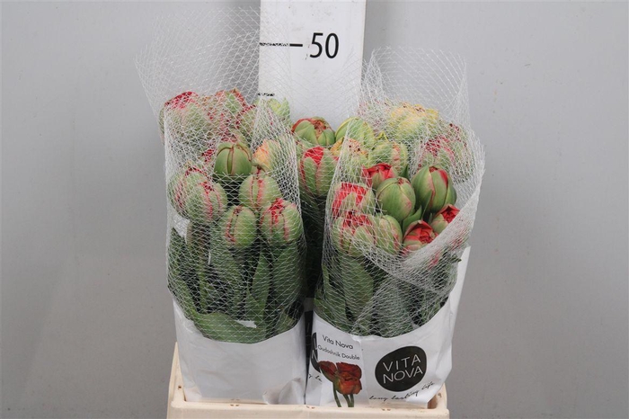 <h4>Tu Du Gudoshnik Doub</h4>