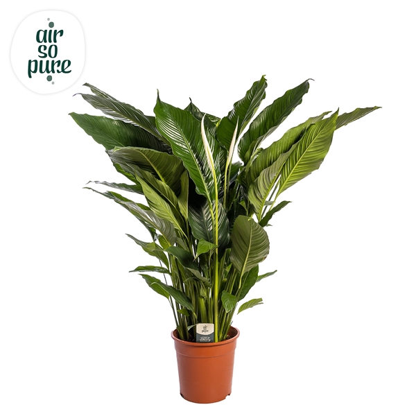 <h4>Spathiphyllum 'Sweet Sebastiano' ASP</h4>
