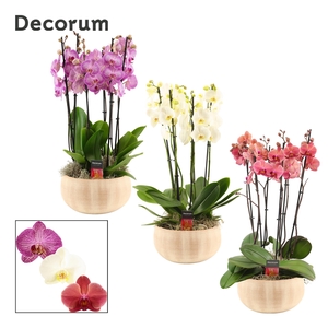 PHAL GEM