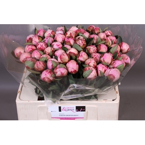 Paeonia Sarah Bernhardt