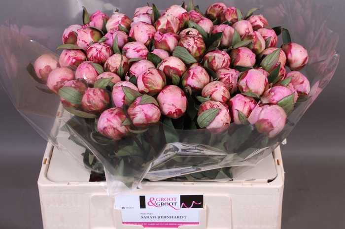 <h4>Paeonia Sarah Bernhardt</h4>