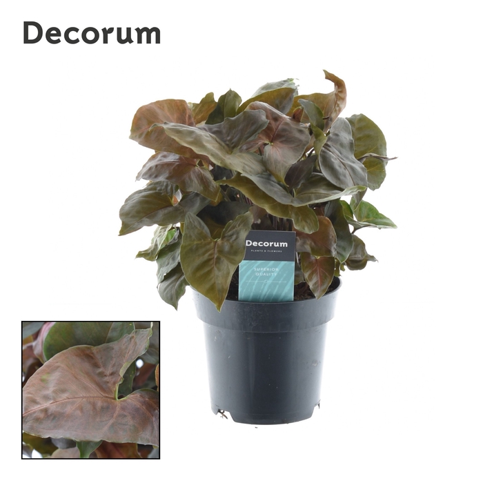 <h4>Syngonium Maria Feel Green (Decorum)</h4>