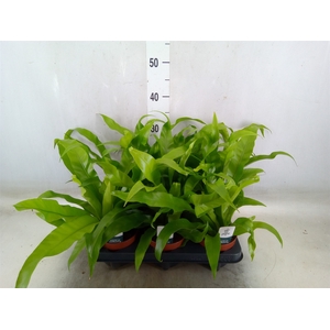 Asplenium antiquum