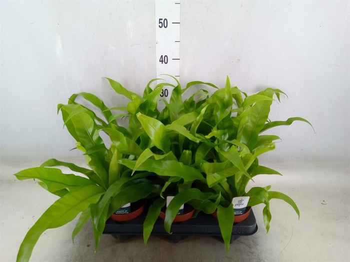 <h4>Asplenium antiquum</h4>