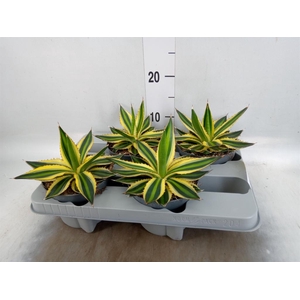 Agave lophantha 'Quadricolor'