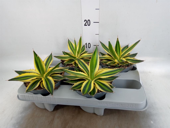 <h4>Agave lophantha 'Quadricolor'</h4>