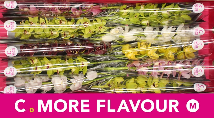 <h4>CYMB MI GEM</h4>