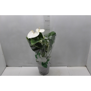 ANTHURIUM ALASKA P17