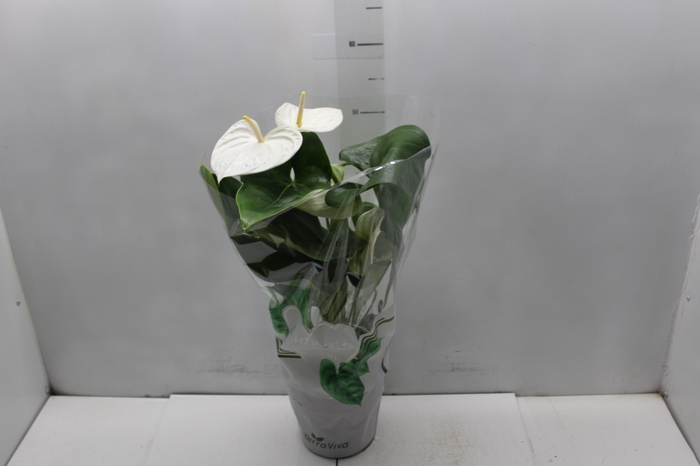 <h4>ANTHURIUM ALASKA P17</h4>