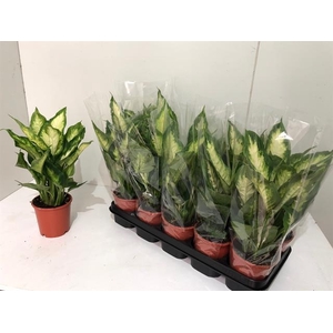 Dieffenbachia Camilla 12Ø 40cm