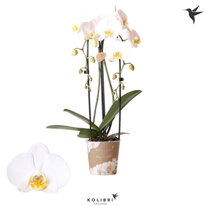 Kolibri Orchids Cascade Niagara fall white 2spike