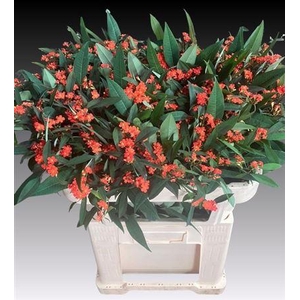 EUPH F T QUEEN ORANG