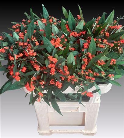 <h4>EUPH F T QUEEN ORANG</h4>