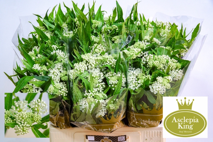 <h4>Asclepias Ice Ballet</h4>