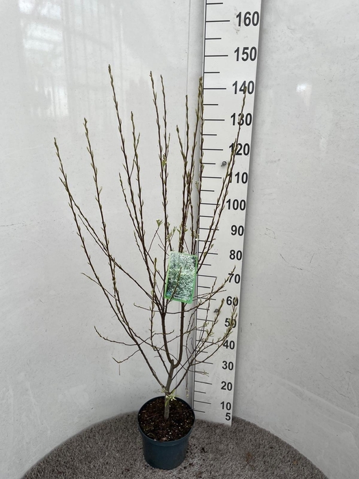 <h4>AMELAN ALNIFOLIA</h4>