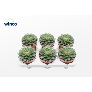 Echeveria Parva