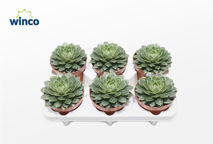 <h4>Echeveria Parva</h4>