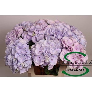 HYDR M CINDERELLA