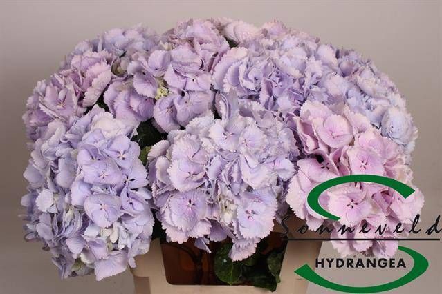<h4>HYDR M CINDERELLA</h4>