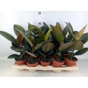 Ficus elastica 'Robusta'