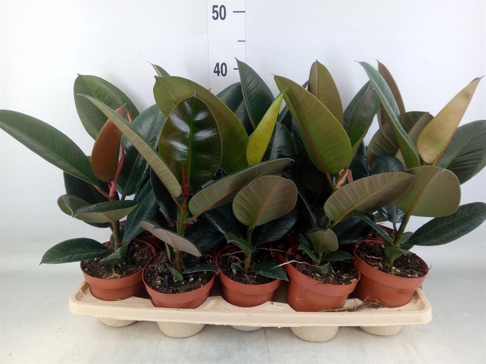 <h4>Ficus elastica 'Robusta'</h4>