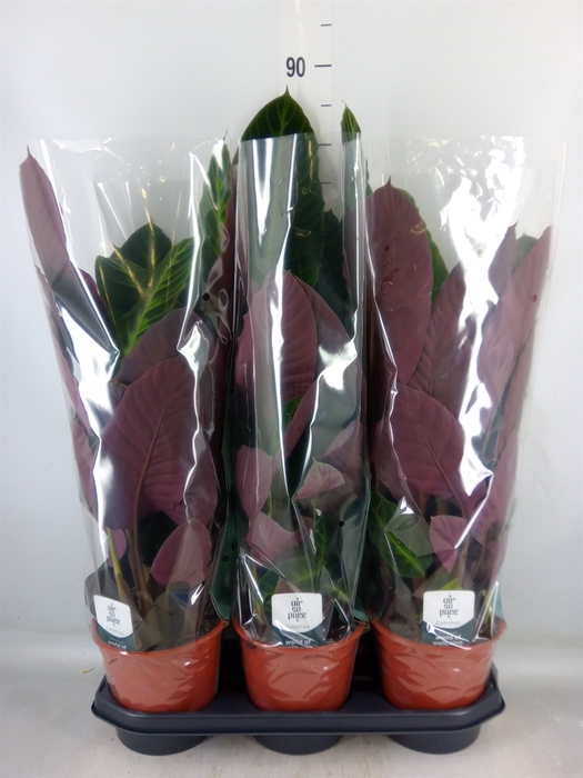 <h4>Calathea warscewiczii</h4>