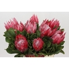 Protea Cynaroides Claire