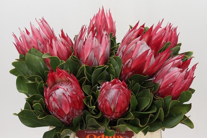 Protea Cynaroides Claire