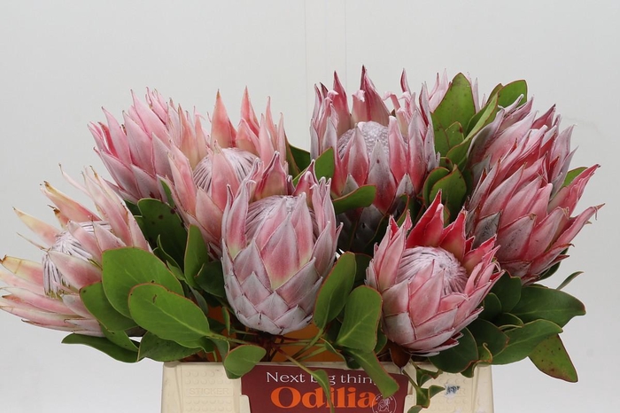 <h4>Protea Cynaroides</h4>