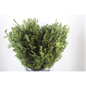 Buxus Green P Bunch