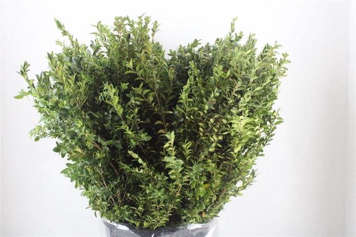 <h4>Buxus Green P Bunch</h4>