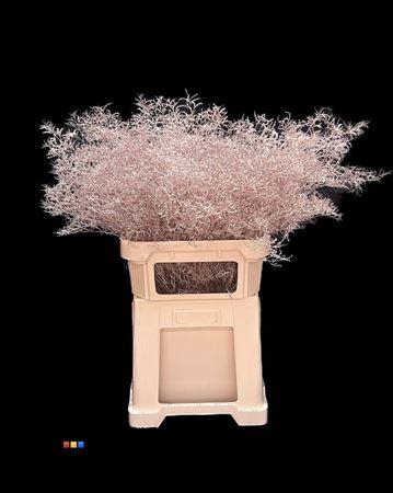 <h4>Limonium Champagne</h4>