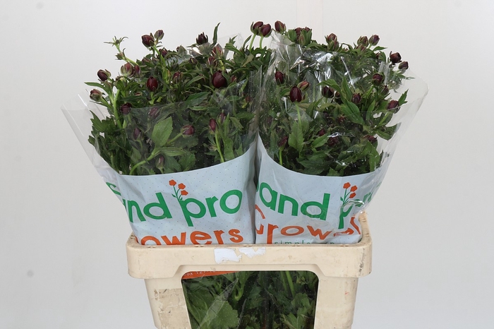 Ranunculus Magical Chocolate