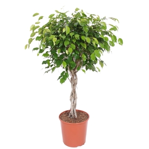 Ficus Exotica