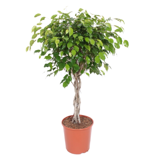 <h4>Ficus Exotica</h4>