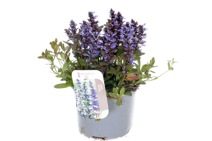 Ajuga