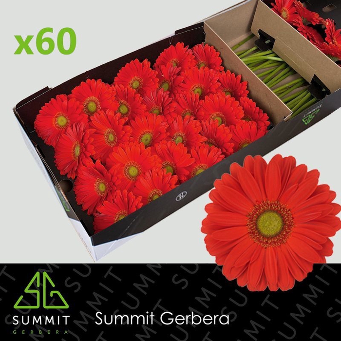 <h4>Gerbera Tangerine Doos</h4>