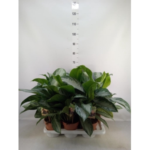 Aglaonema 'Silver Bay'