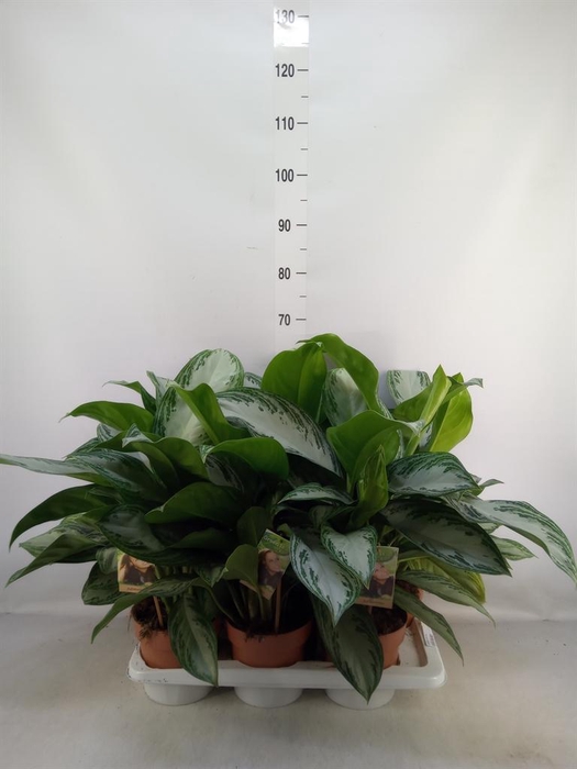 <h4>Aglaonema  'Silver Bay'</h4>