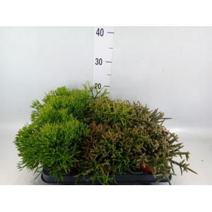 Rhipsalis ...mix