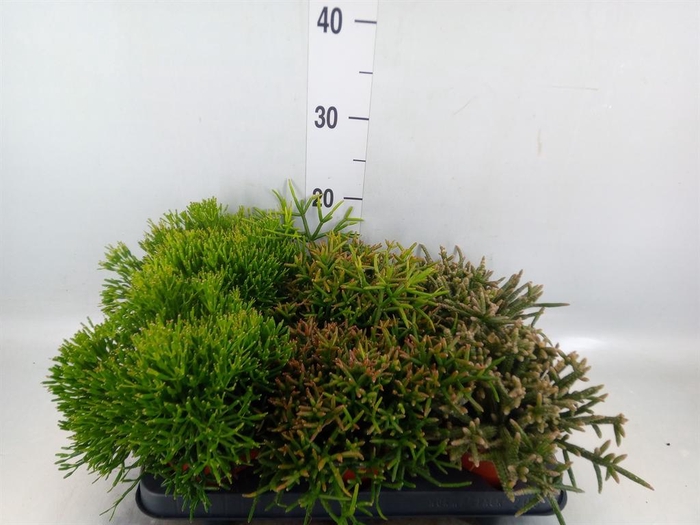 <h4>Rhipsalis ...mix</h4>