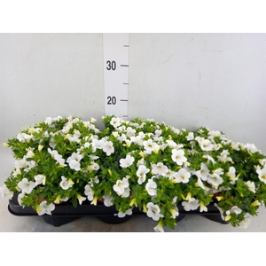 Calibrachoa  'Minifam White'