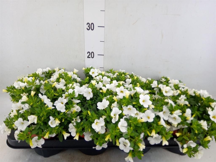 <h4>Calibrachoa  'Minifam White'</h4>