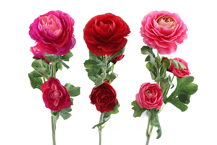Ranunculus Lovely
