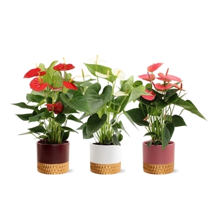 Anthurium 3 color mix in Frederique 1 ceramic