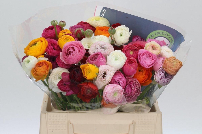 <h4>RANUNCULUS OV</h4>