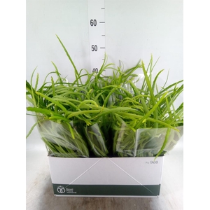 Rhipsalis   ...